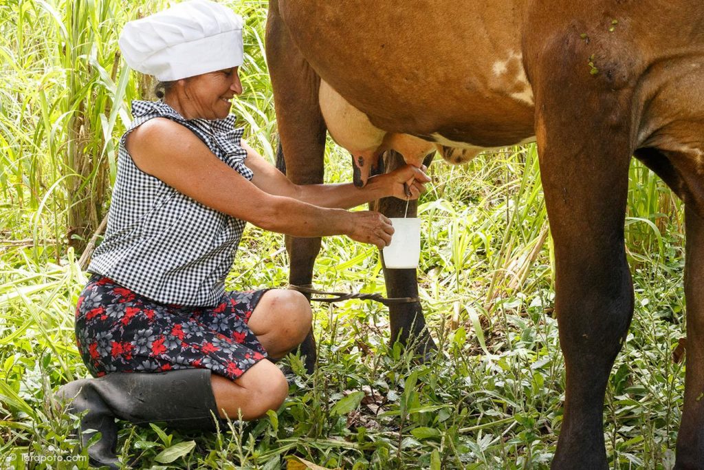 Mujer muñendo una vaca
