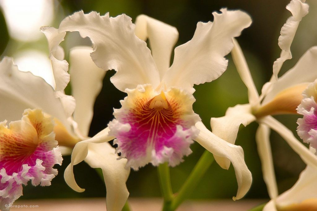 Orquídea Cattleya Rex