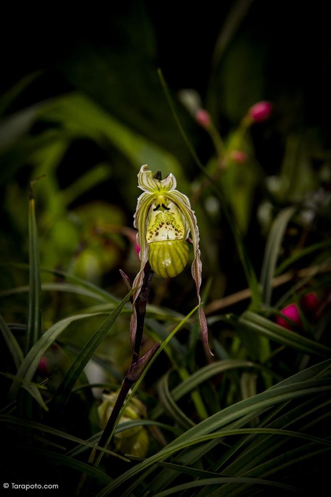 Orquídea Zapatito de la Reina
