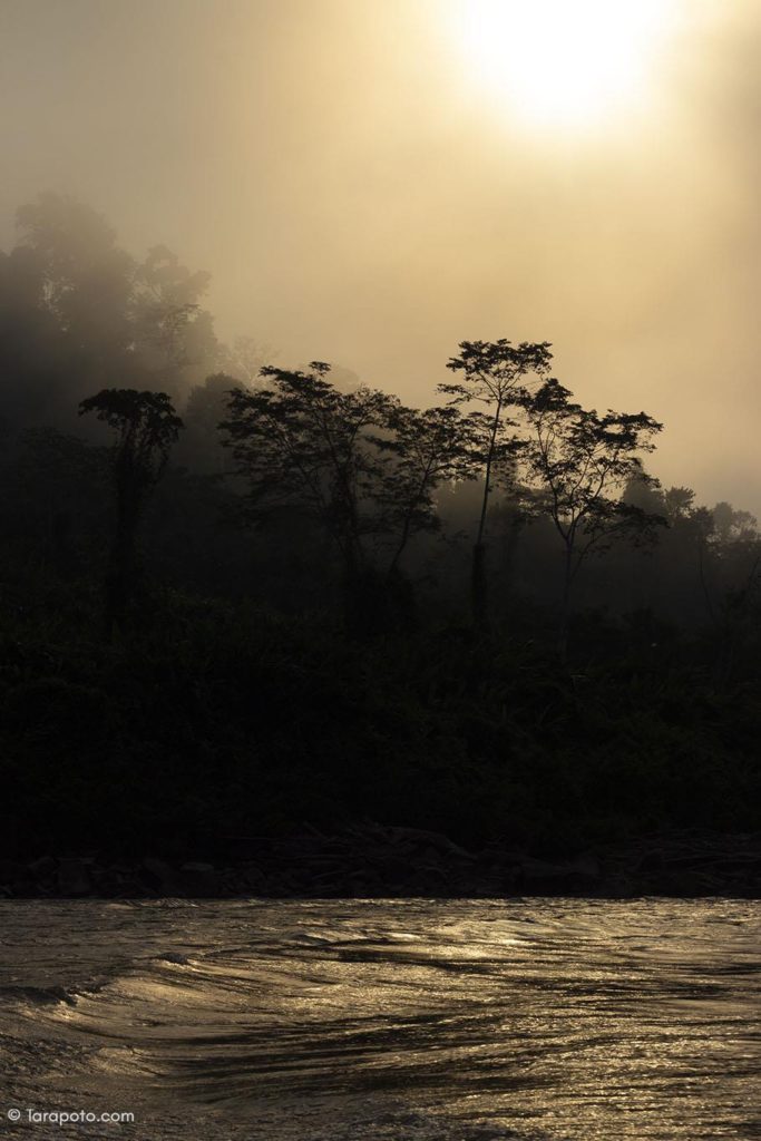 Bosques amazónicos